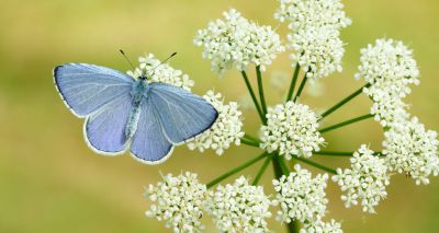 UK set for bumper summer of butterflies